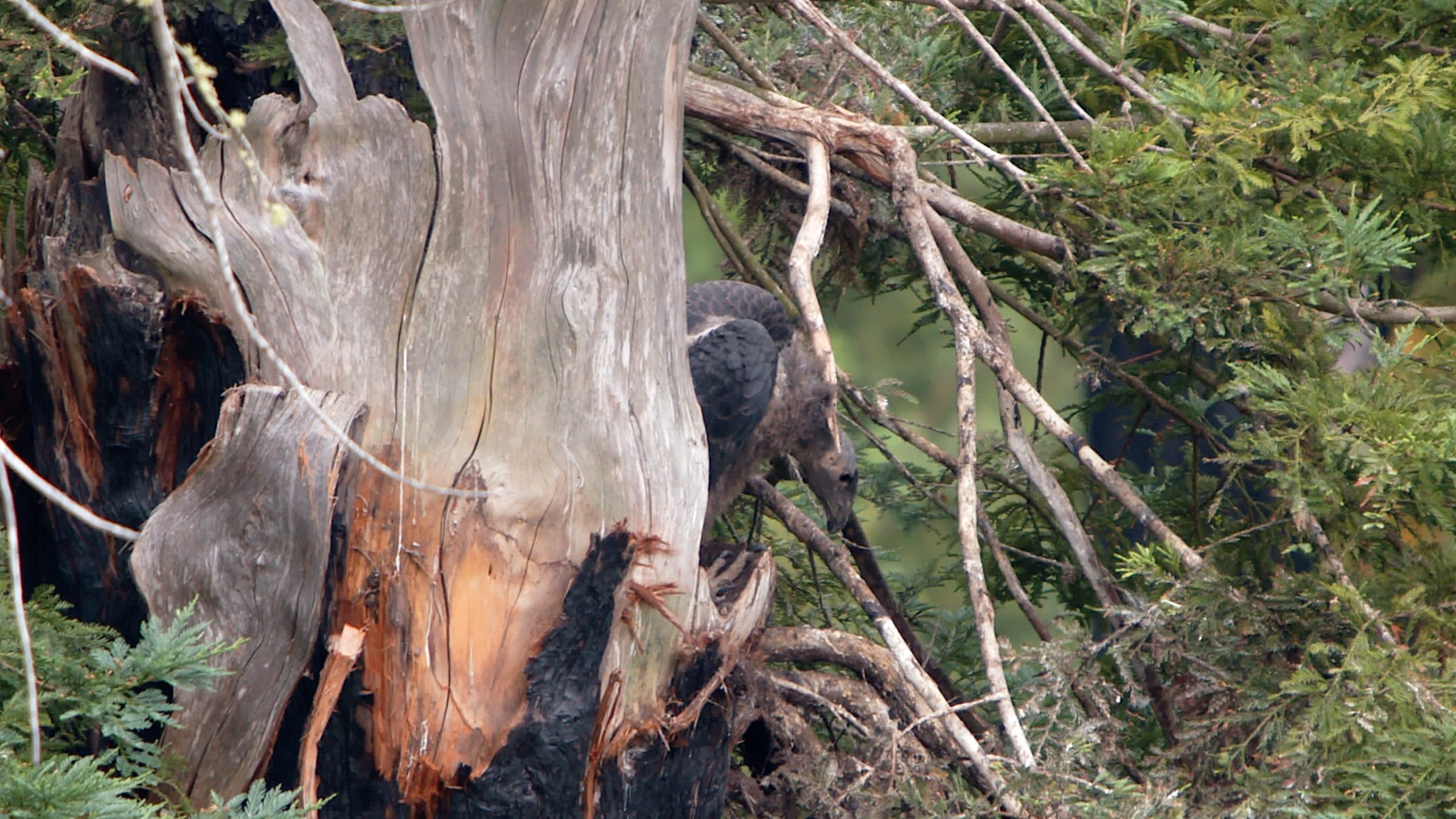 Condor Chic in Tree